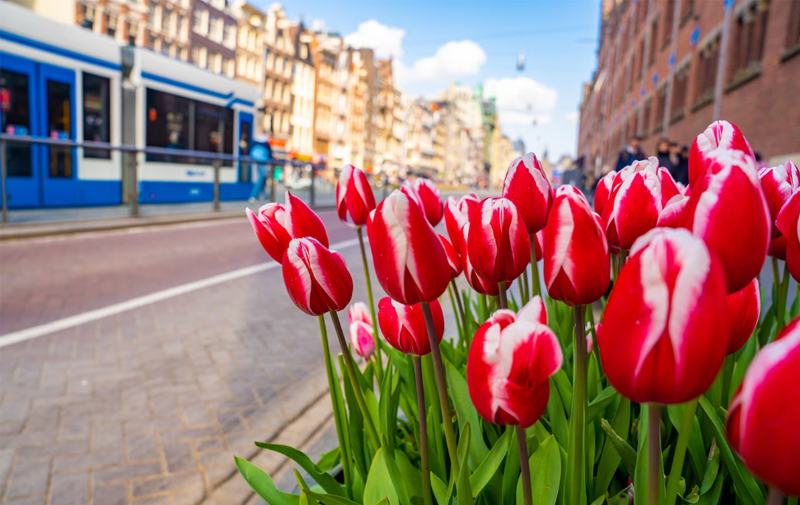 亚马逊荷兰站入驻的流程分享,所需准备的材料是什么?