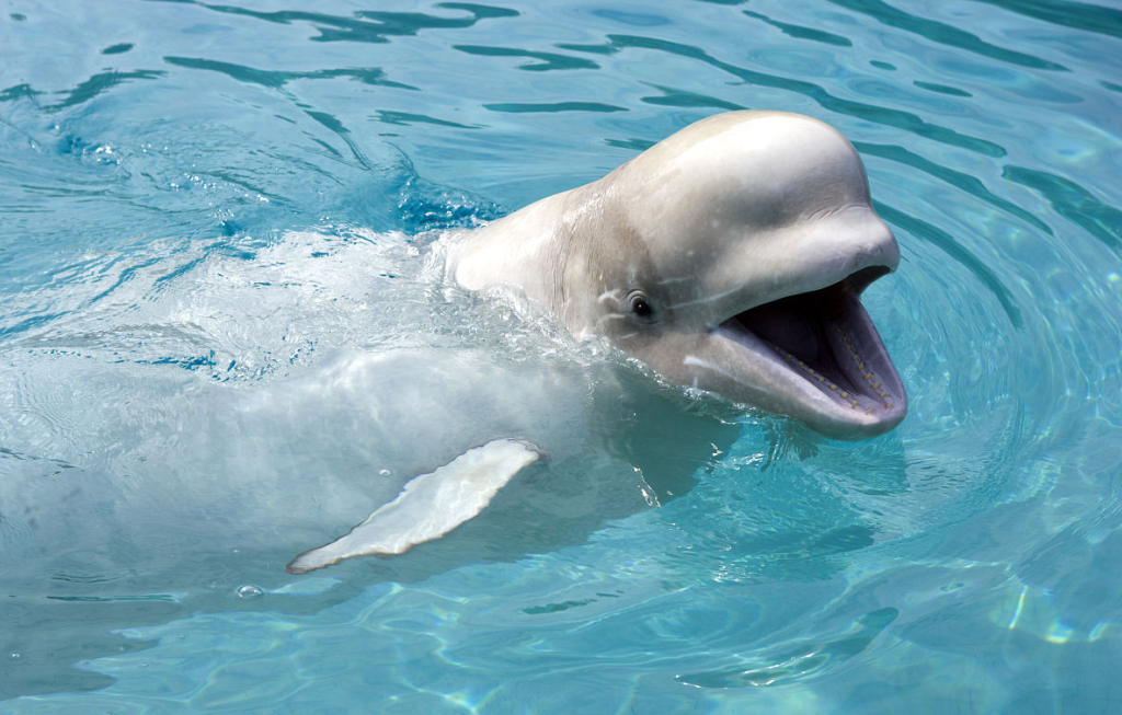 白鲸出海是做什么的？